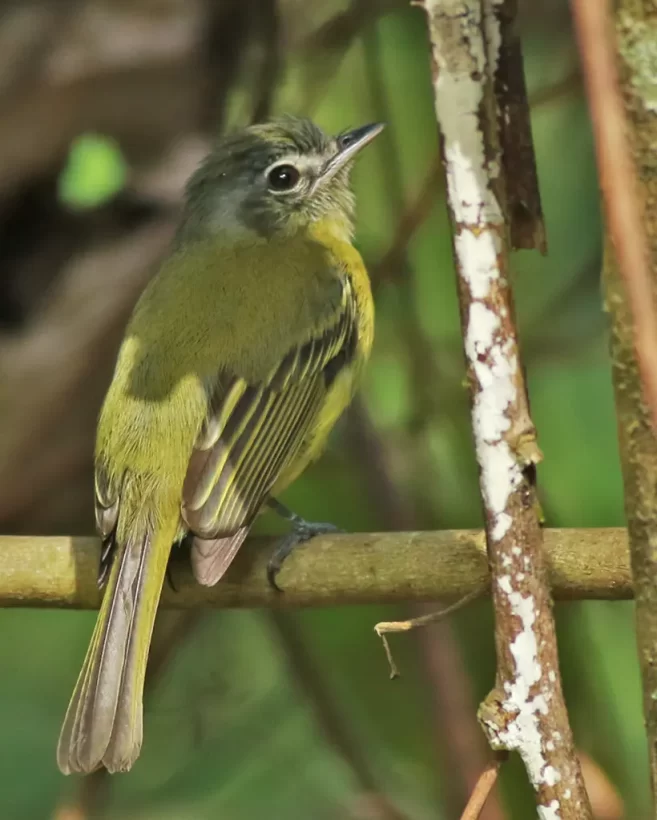 Bico-chato-de-orelha-preta