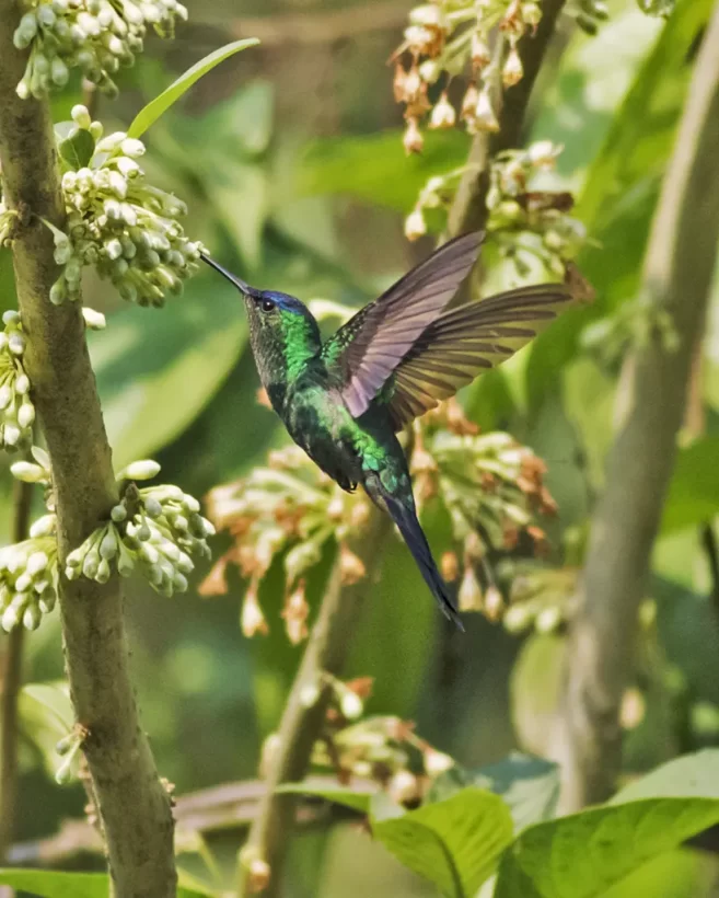 Beija-flor-de-fronte-violeta