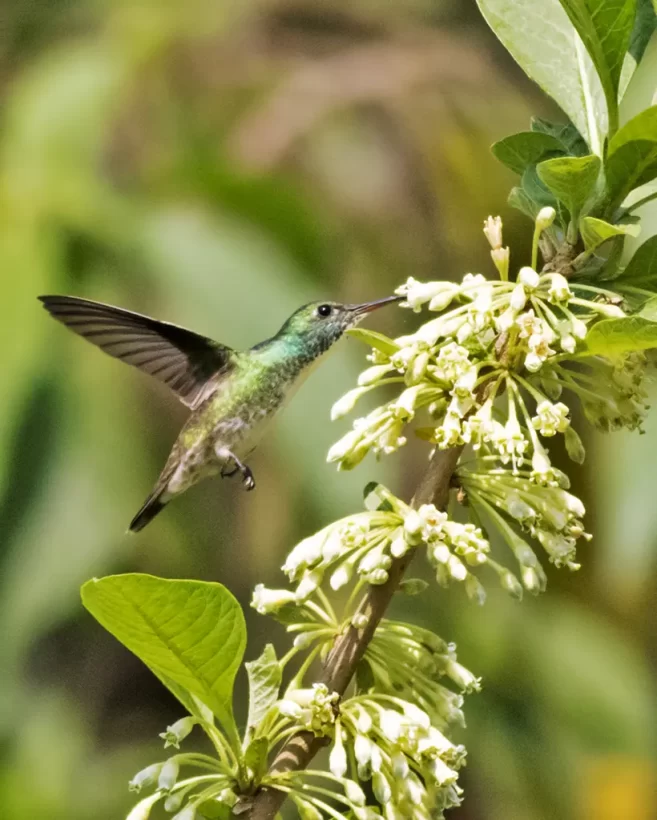 Beija-flor-de-banda-branca