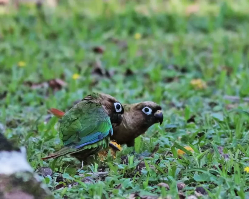 Tiriba-de-testa-vermelha
