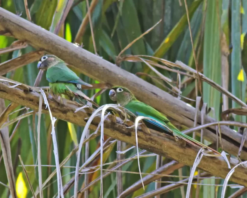 Tiriba-de-testa-vermelha