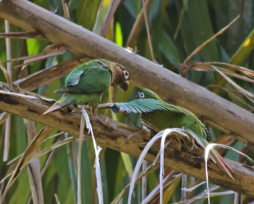 Tiriba-de-testa-vermelha