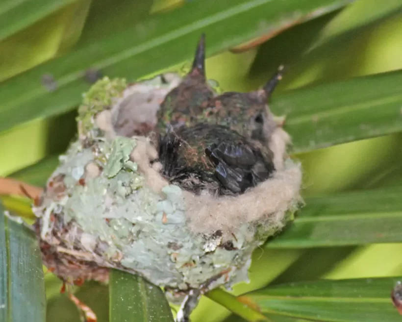 Beija-flor-de-fronte-violeta