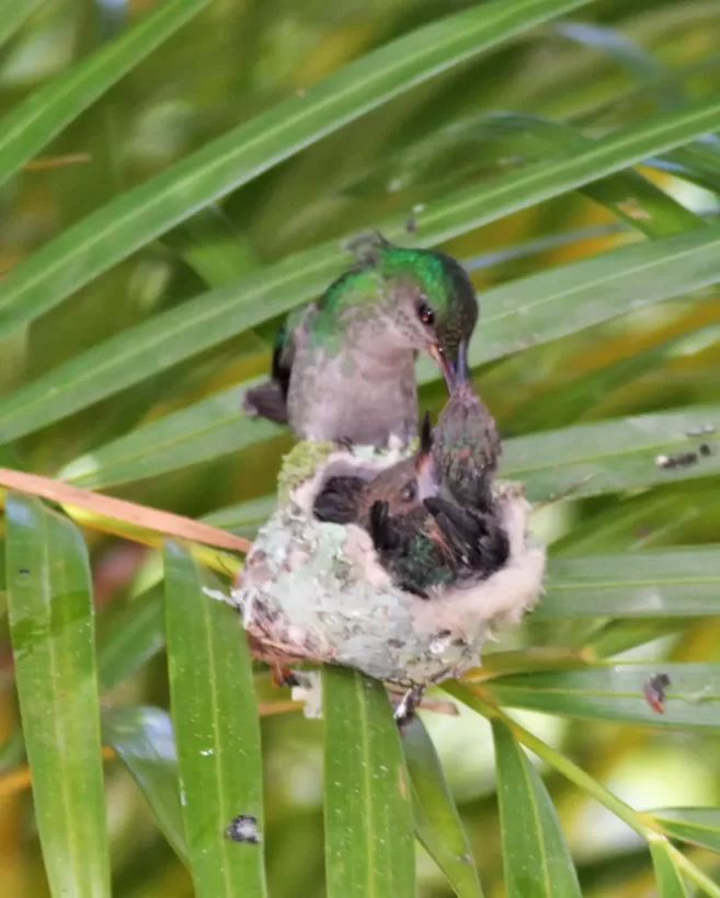 Beija-flor-de-fronte-violeta