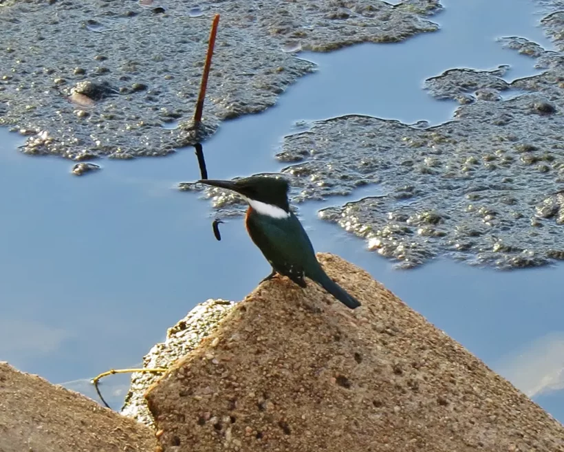 Martim-pescador-verde