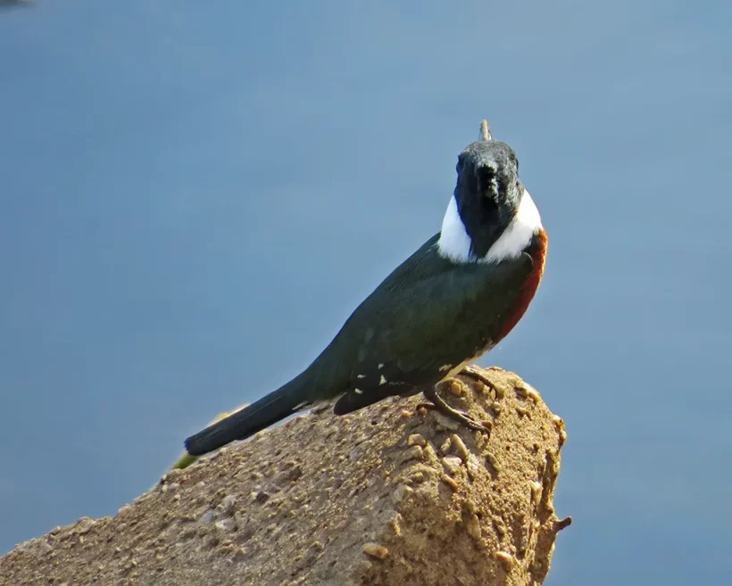 Martim-pescador-verde