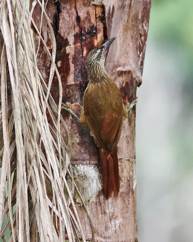 Arapaçu-de-garganta-branca