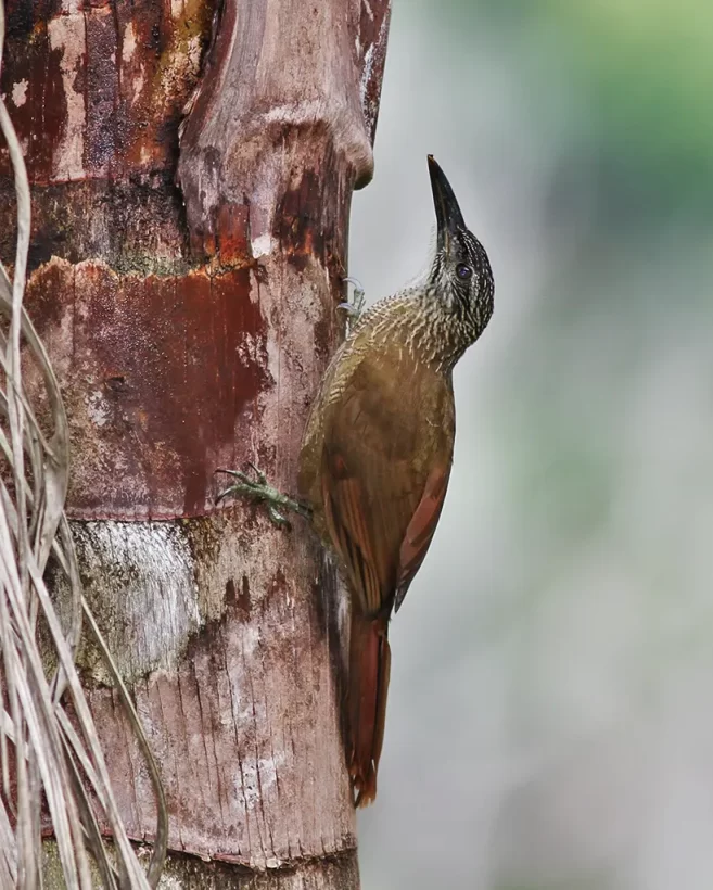 Arapaçu-de-garganta-branca