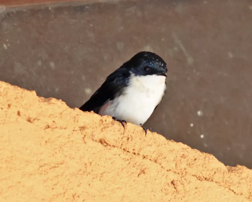 Andorinha-pequena-de-casa