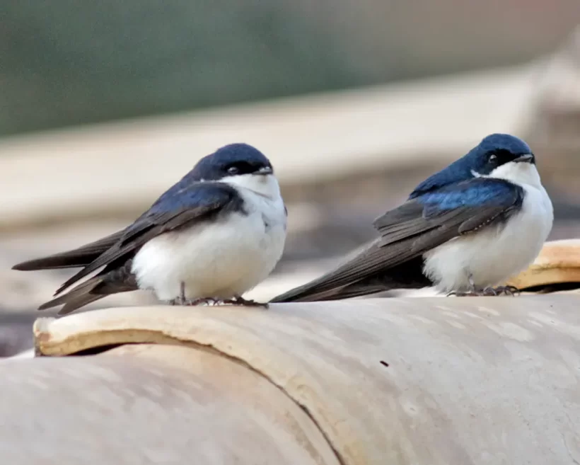 Andorinha-pequena-de-casa