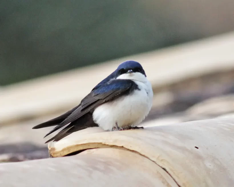 Andorinha-pequena-de-casa