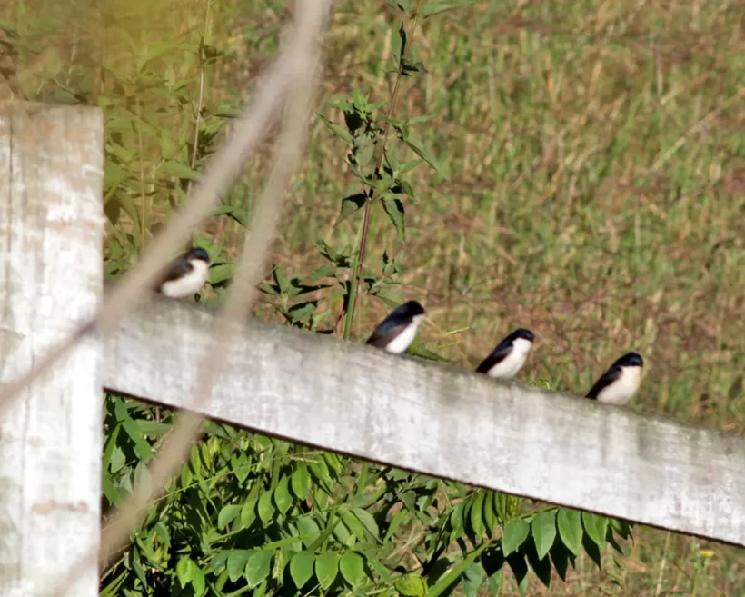 Andorinha-pequena-de-casa