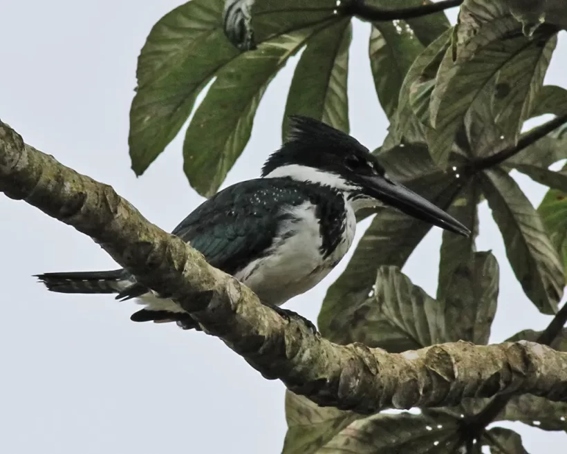 Martim-pescador-verde