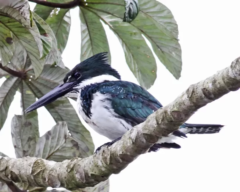 Martim-pescador-verde