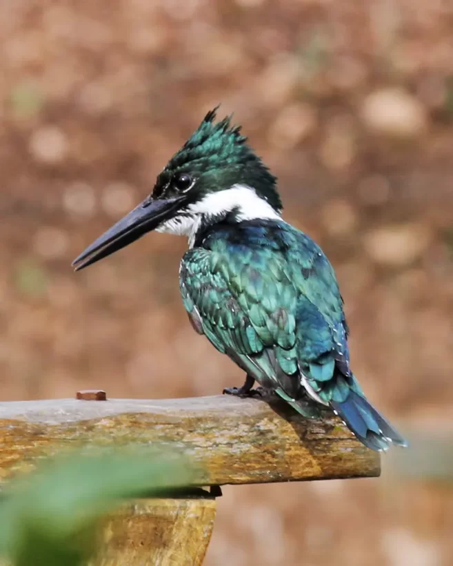 Martim-pescador-verde