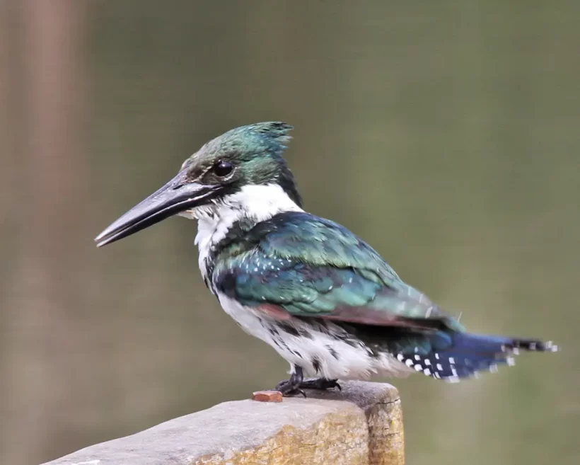 Martim-pescador-verde