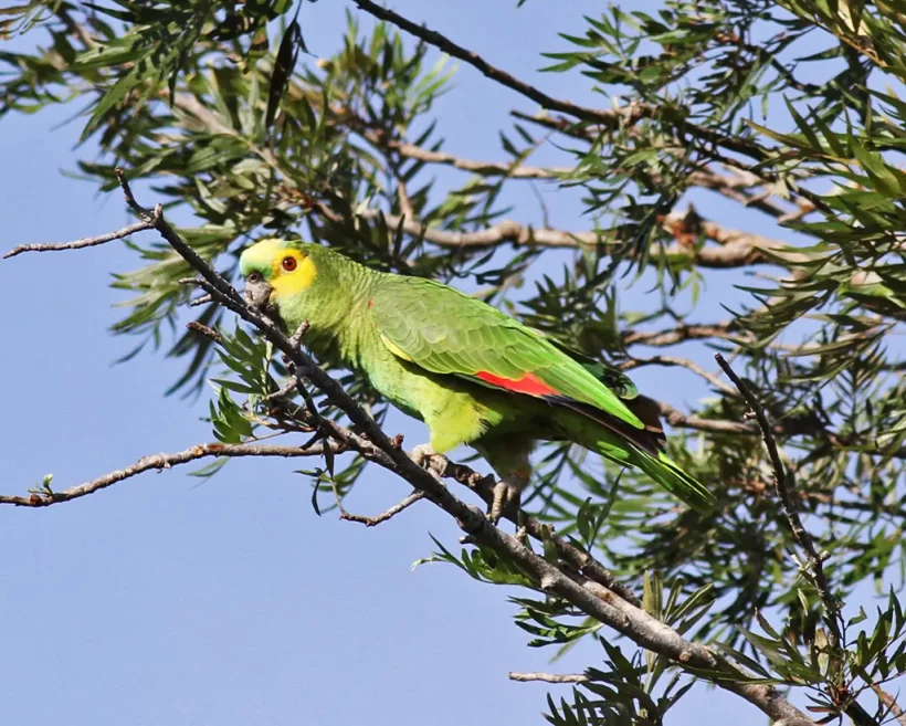 Papagaio-verdadeiro