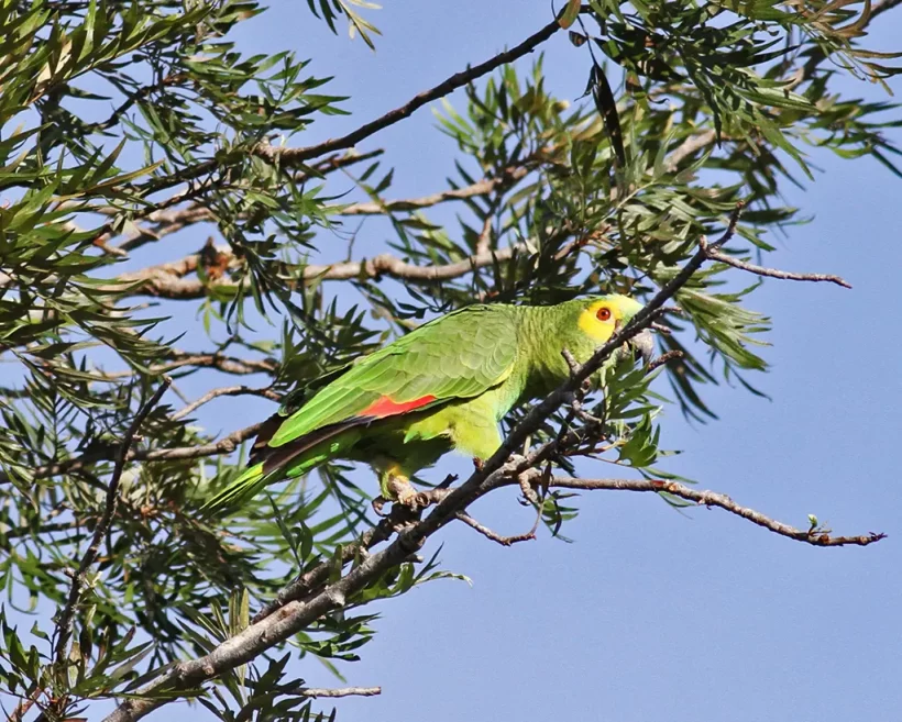 Papagaio-verdadeiro