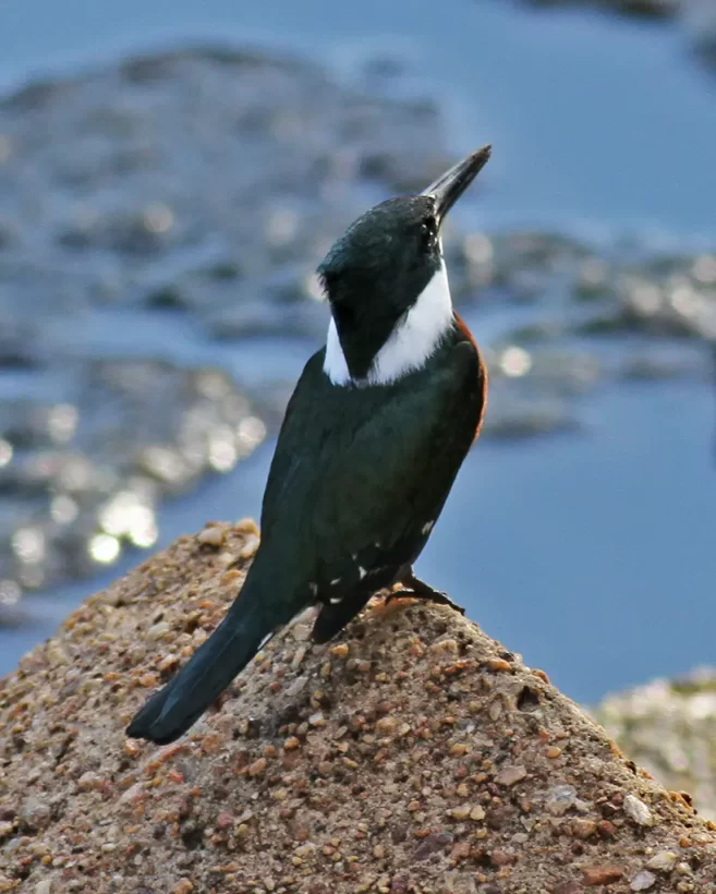 Martim-pescador-verde