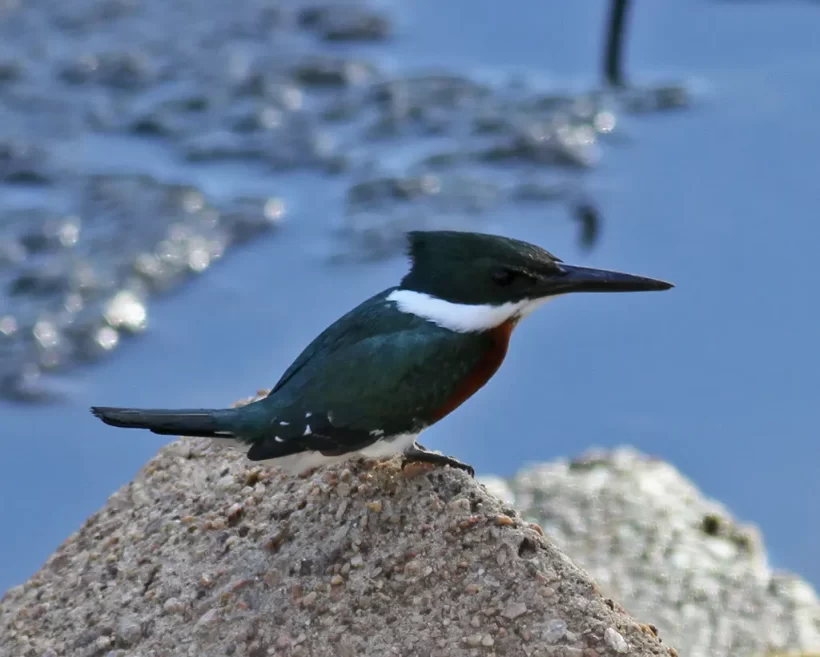 Martim-pescador-verde