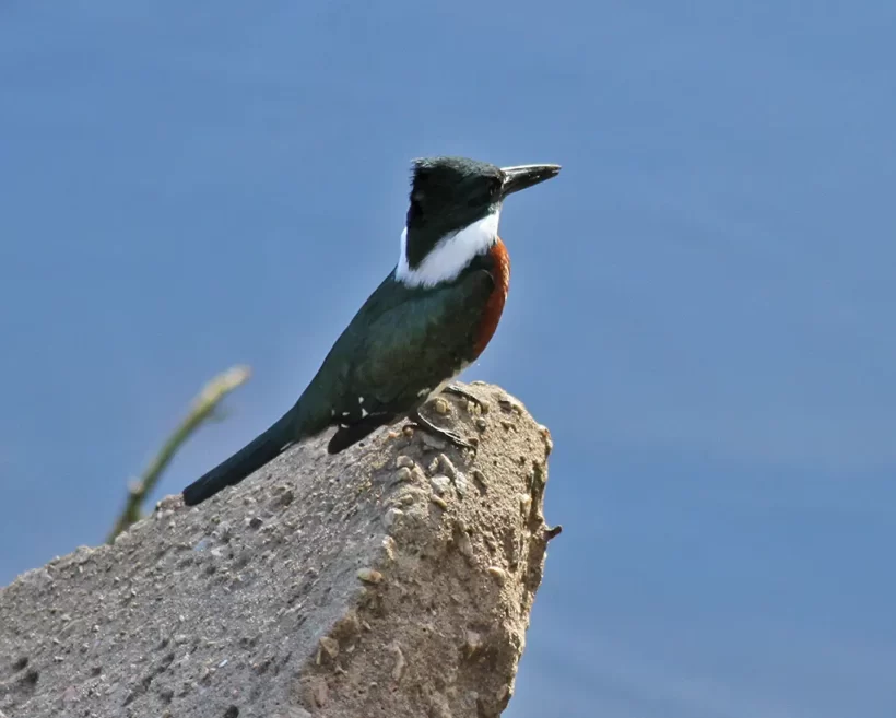 Martim-pescador-verde