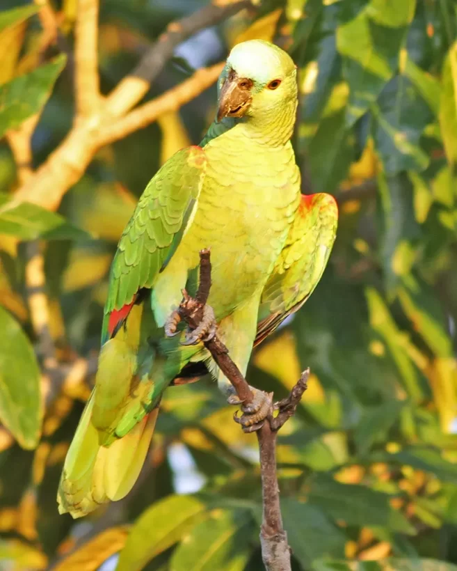 Papagaio-verdadeiro
