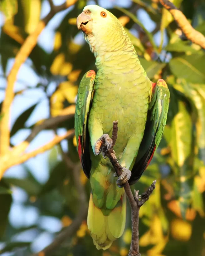 Papagaio-verdadeiro