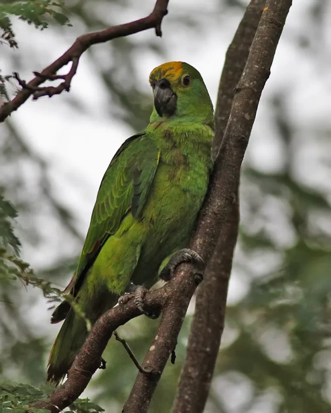 Papagaio-verdadeiro