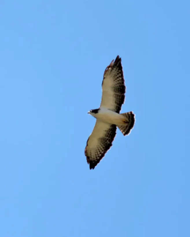 Gavião-de cauda-curta