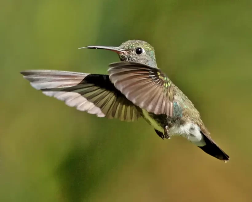 Beija-flor-de-peito-azul