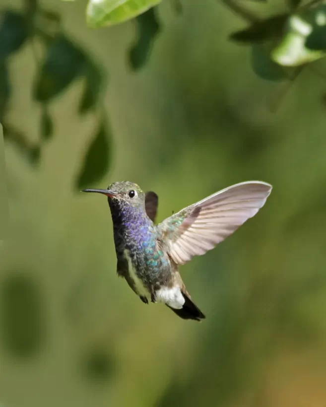 Beija-flor-de-peito-azul