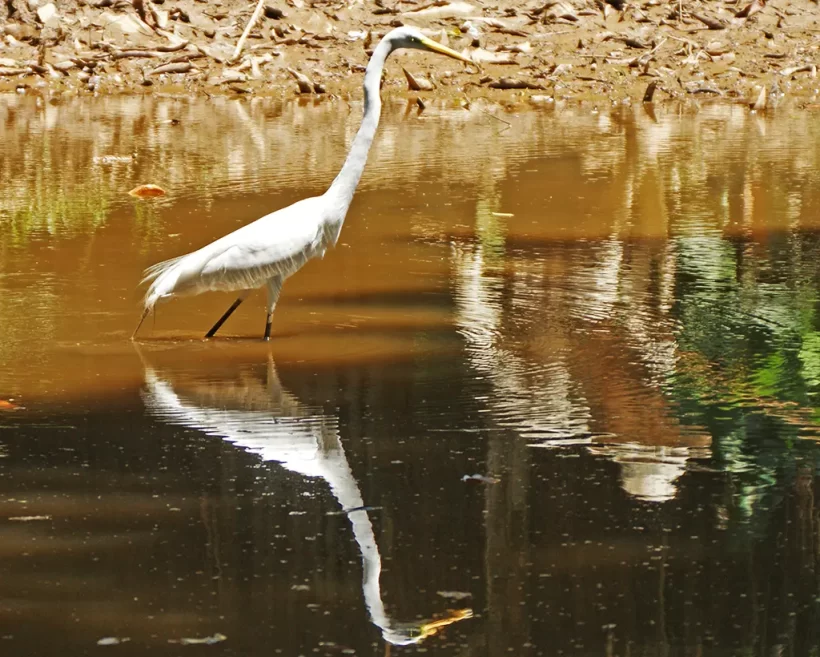 Garça-branca-grande