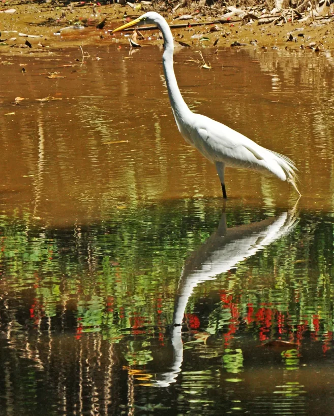 Garça-branca-grande