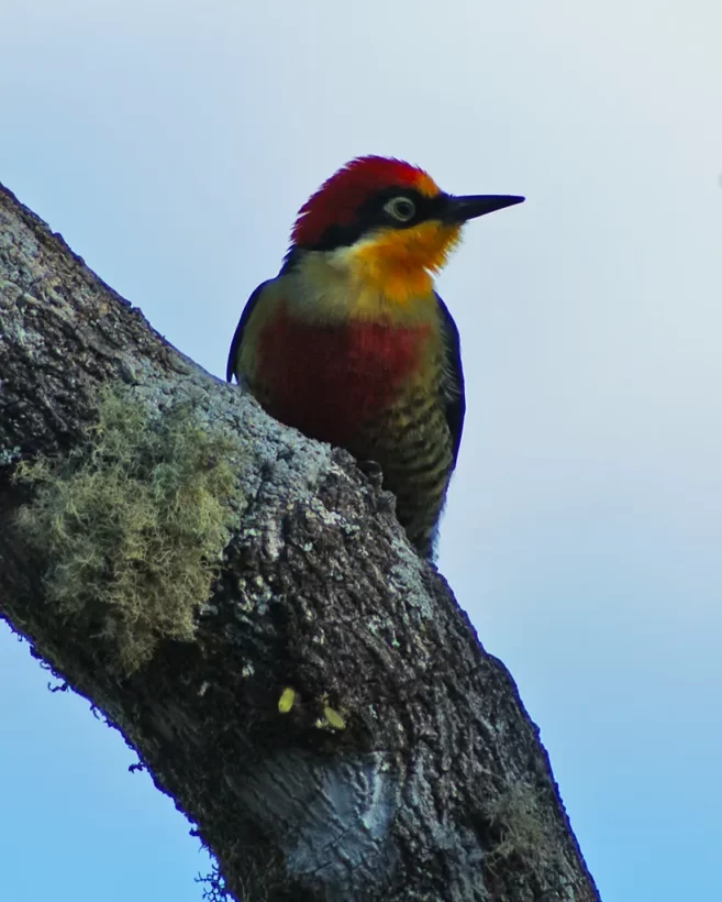 Benedito-de-testa-amarela
