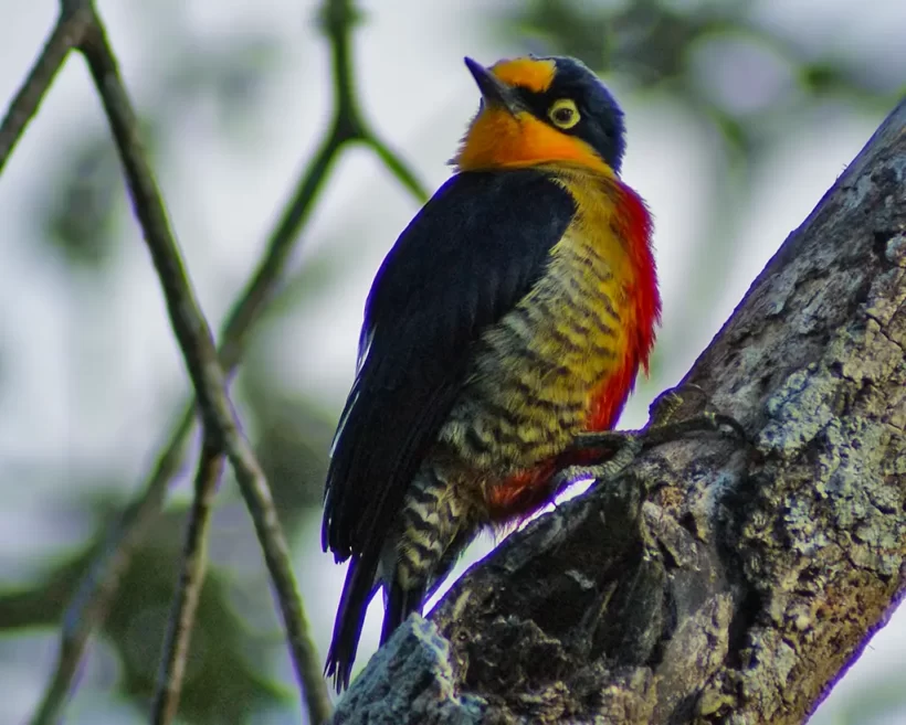 Benedito-de-testa-amarela