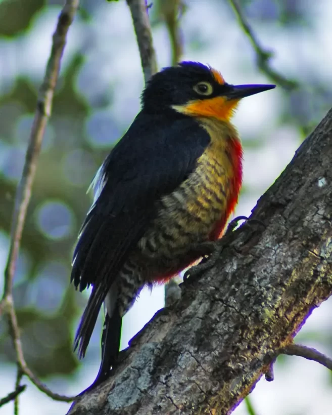 Benedito-de-testa-amarela