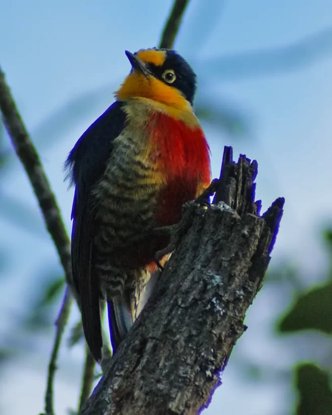 Benedito-de-testa-amarela