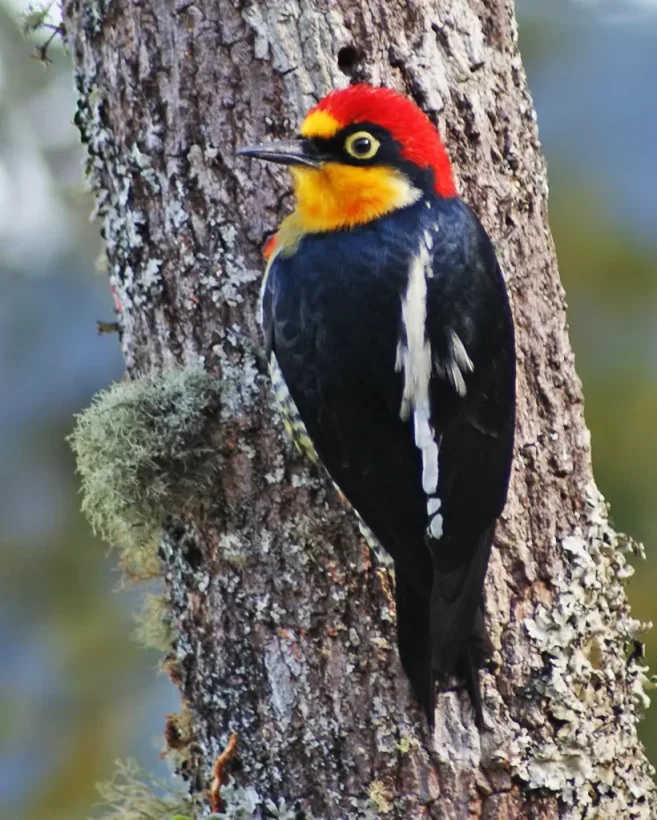 DSC04977 Benedito-de-testa-amarela, Melanerpes flavifrons