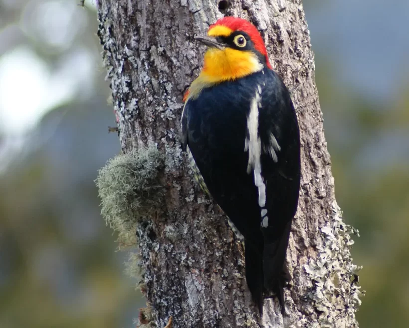 Benedito-de-testa-amarela