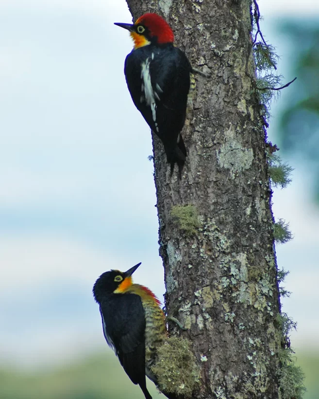 Benedito-de-testa-amarela