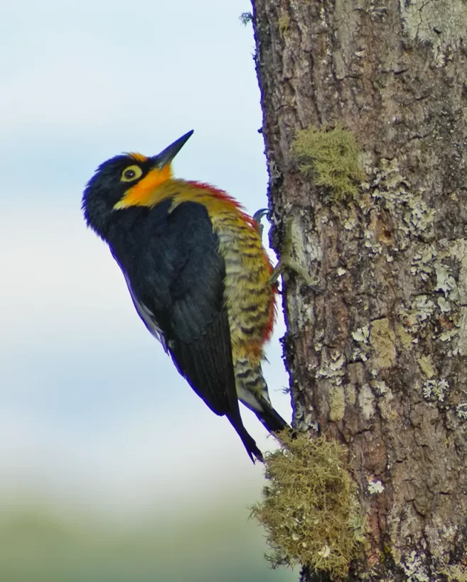 Benedito-de-testa-amarela