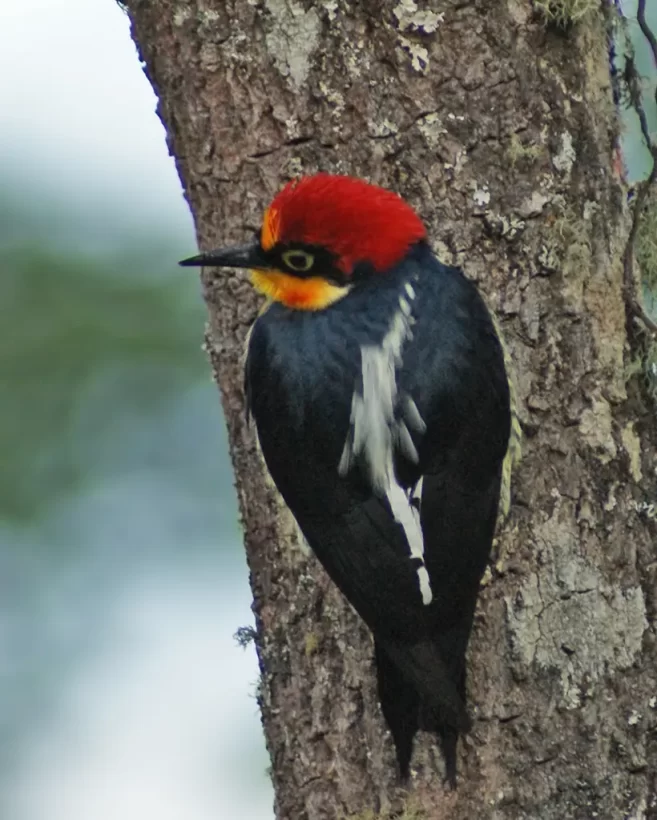 Benedito-de-testa-amarela