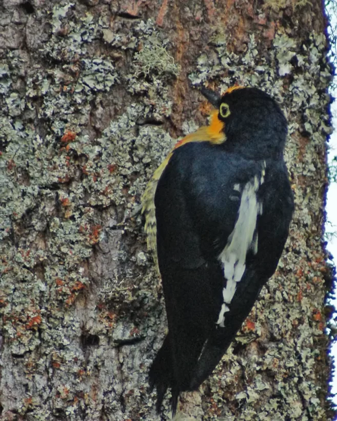 Benedito-de-testa-amarela