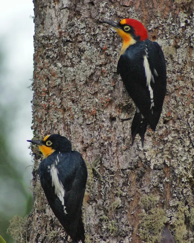 Benedito-de-testa-amarela