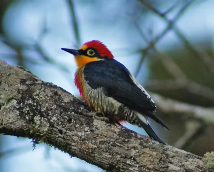 Benedito-de-testa-amarela