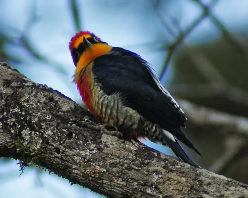 Benedito-de-testa-amarela