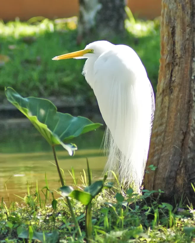 Garça-branca-grande