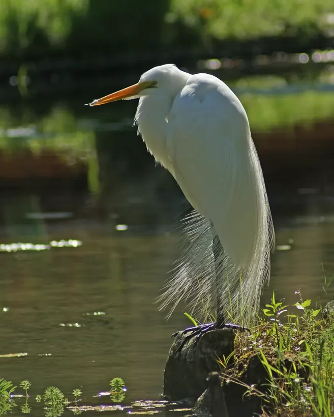 Garça-branca-grande