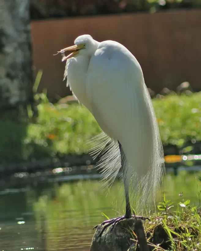 Garça-branca-grande