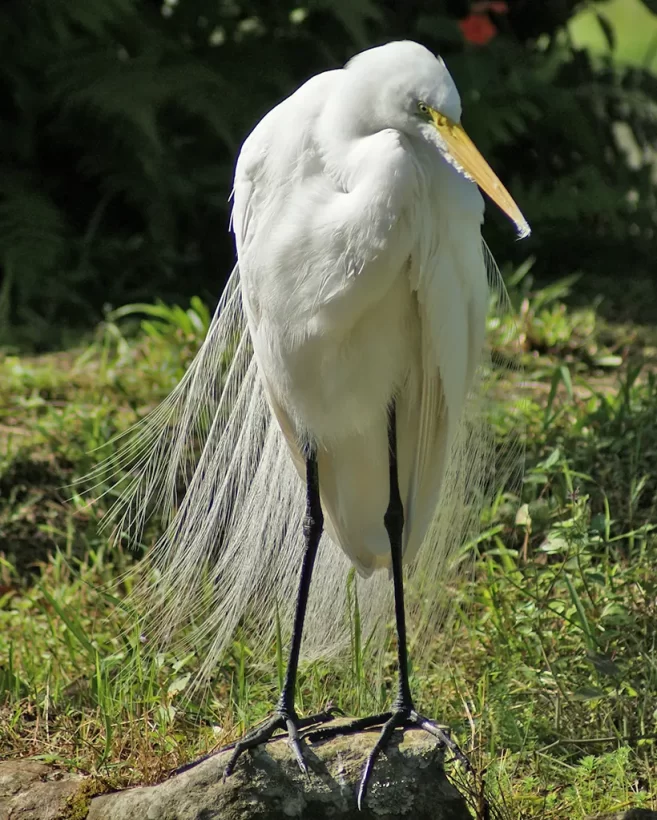 Garça-branca-grande